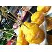 4 inch Bamboo Knot Food Picks Thumbnail 2