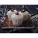 Solo 200-2050 2 oz. White Paper Souffle / Portion Cup 250/Box Thumbnail 11