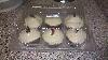 Douglas Stephen Plastics BL556 6 Compartment Hinged Lid Clear Cupcake Container 250/CS Thumbnail 13