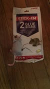 JT Eaton Stick-Em Glue Mouse Trap (2-Pack) - Gillman Home Center